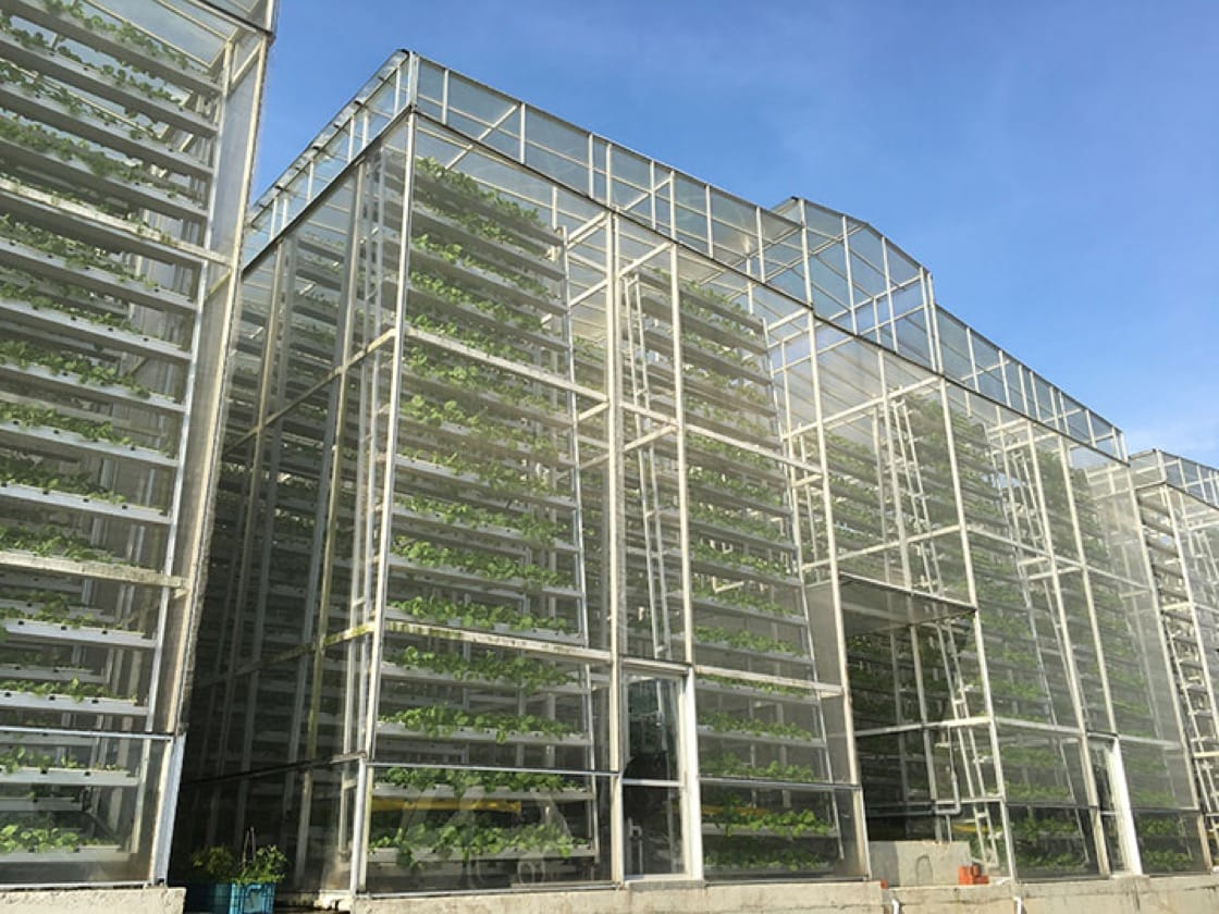 sky green的垂直农场利用水力和重力系统种植蔬菜.